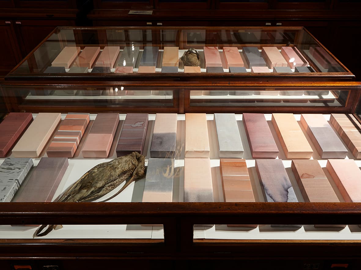 Barbara Campbell: ex avibus